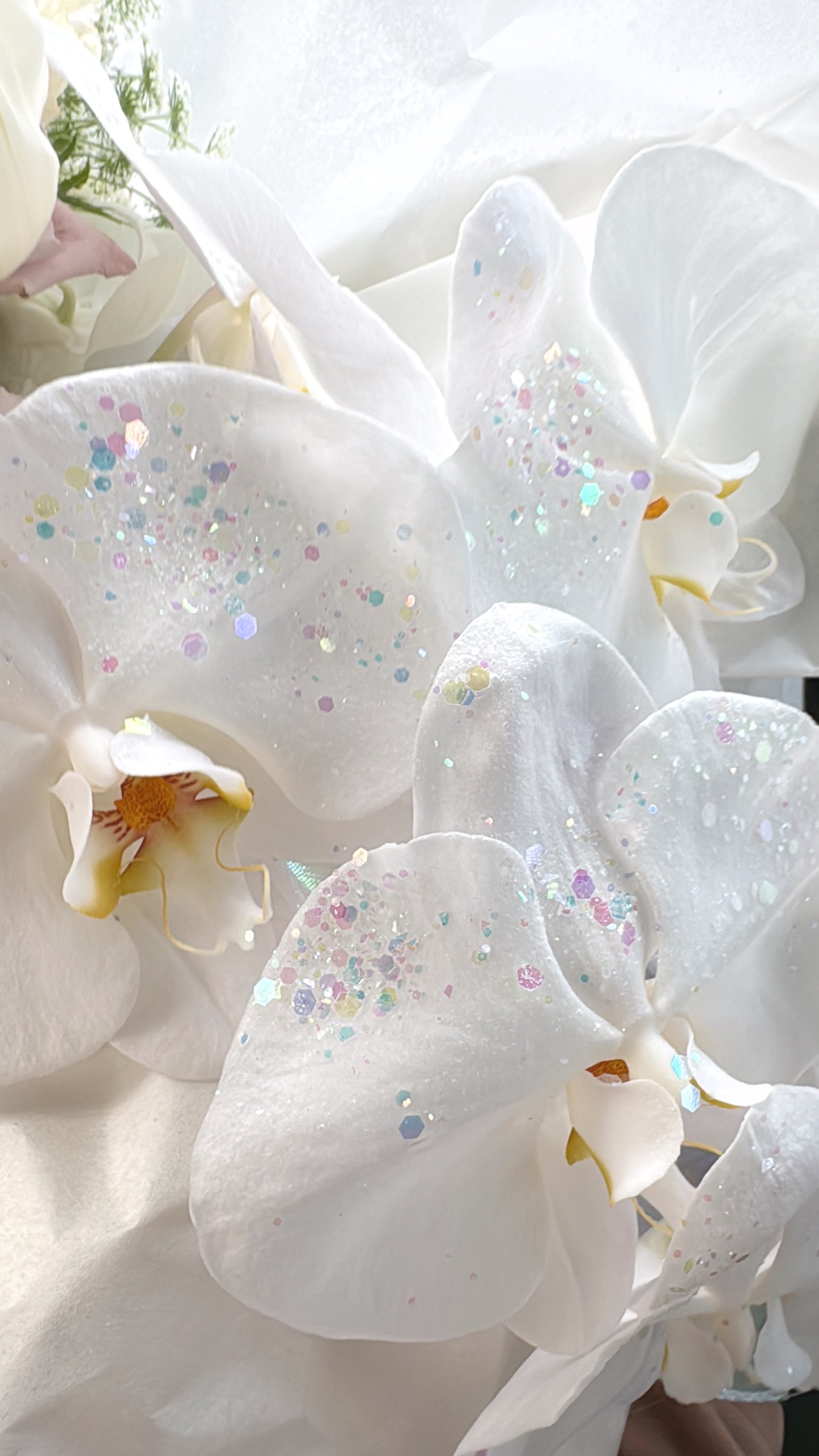 Fairy Dust Orchid