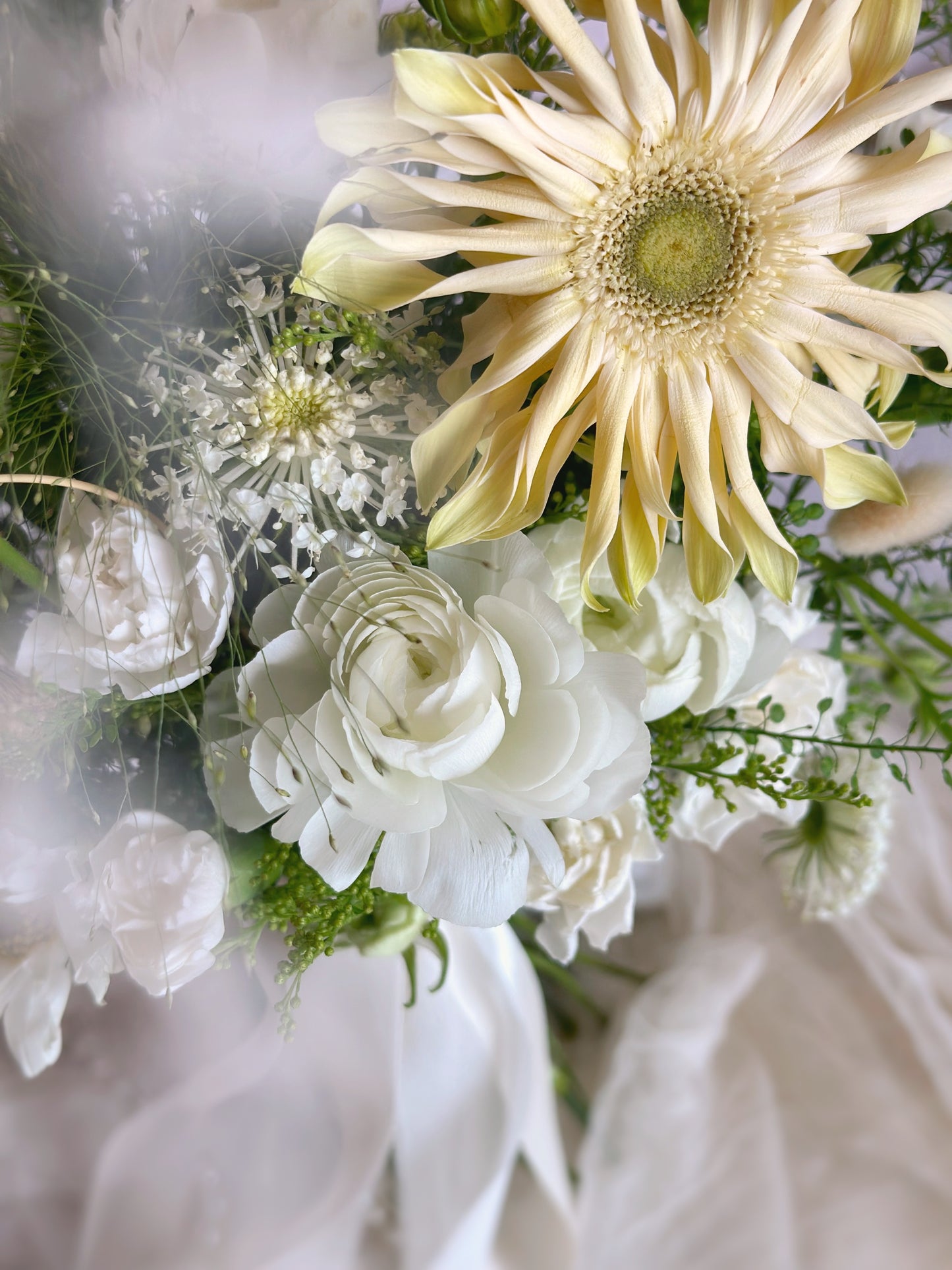 close up view of creamy gerbera pasta daisy flower