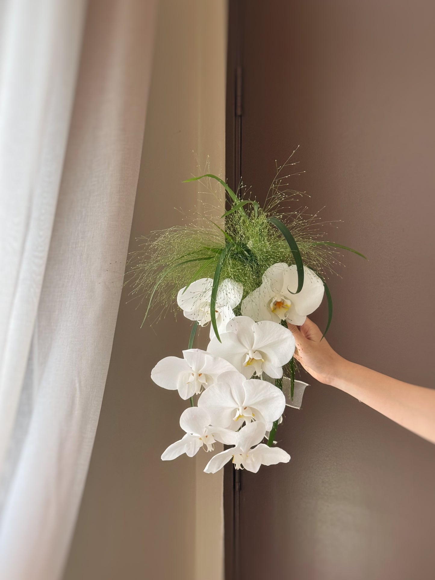 The Phalaenopsis