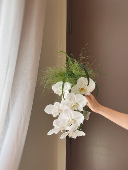 The Phalaenopsis
