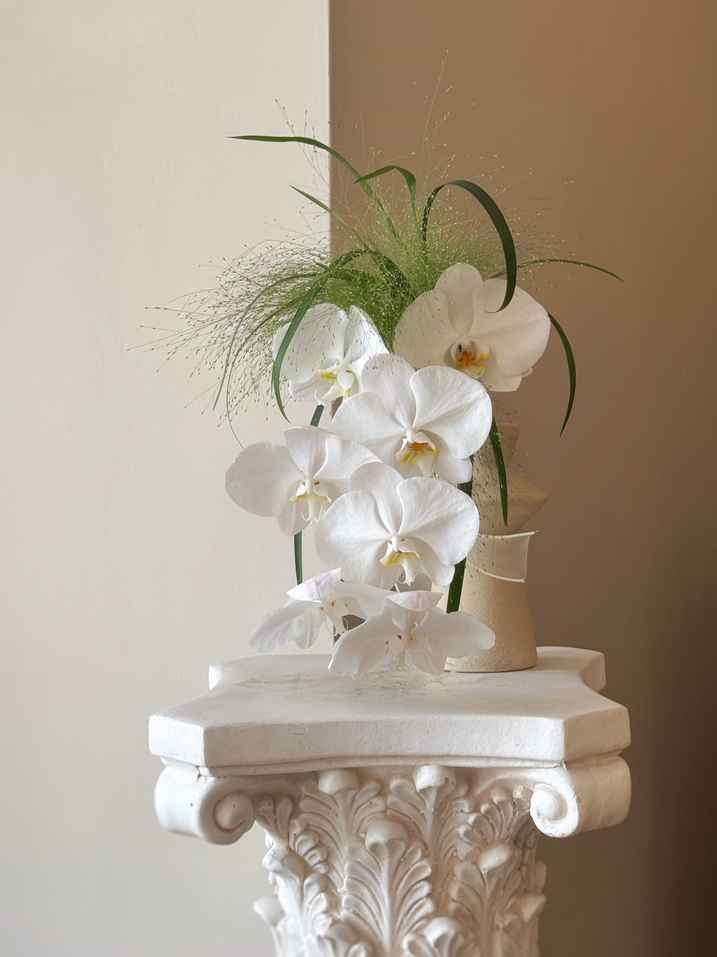 The Phalaenopsis
