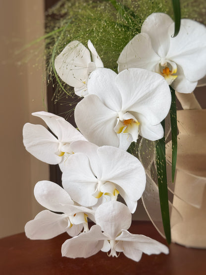 The Phalaenopsis