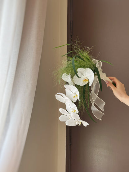 The Phalaenopsis