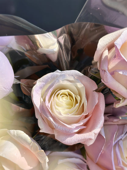 Close up view of a rose in pastel ombre colour